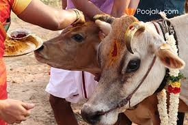 GO POOJA-116